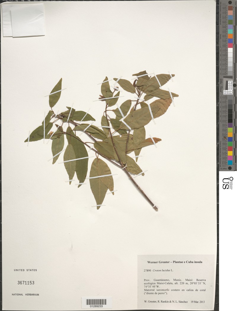 Firebush photo 3