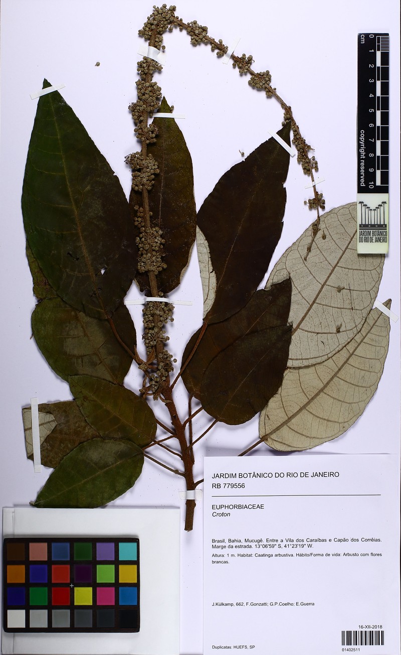 Croton macrobothrys subsp. septentrionalis