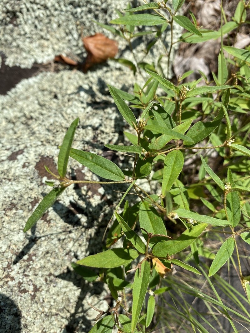 Michaux's Croton
