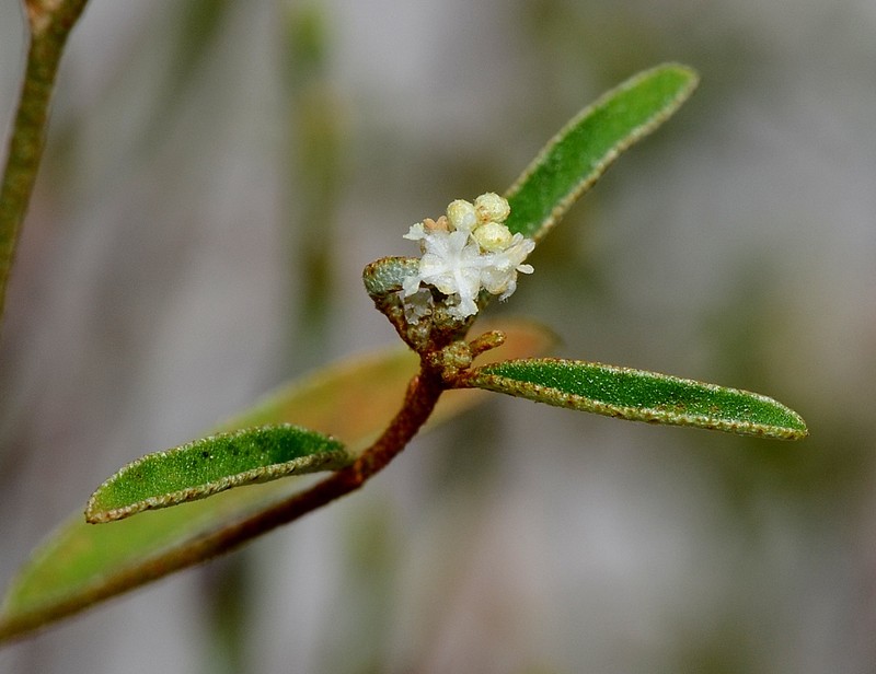 Michaux's Croton photo 5