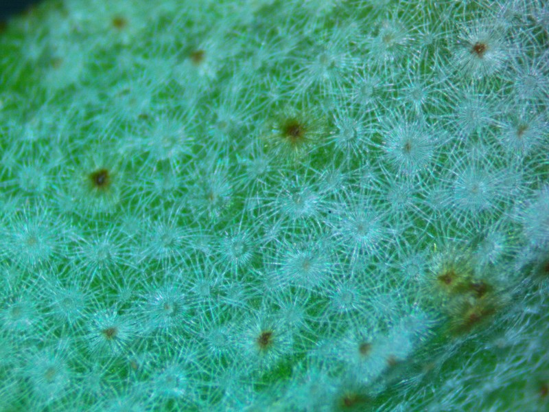 Croton michauxii var. ellipticus photo 4