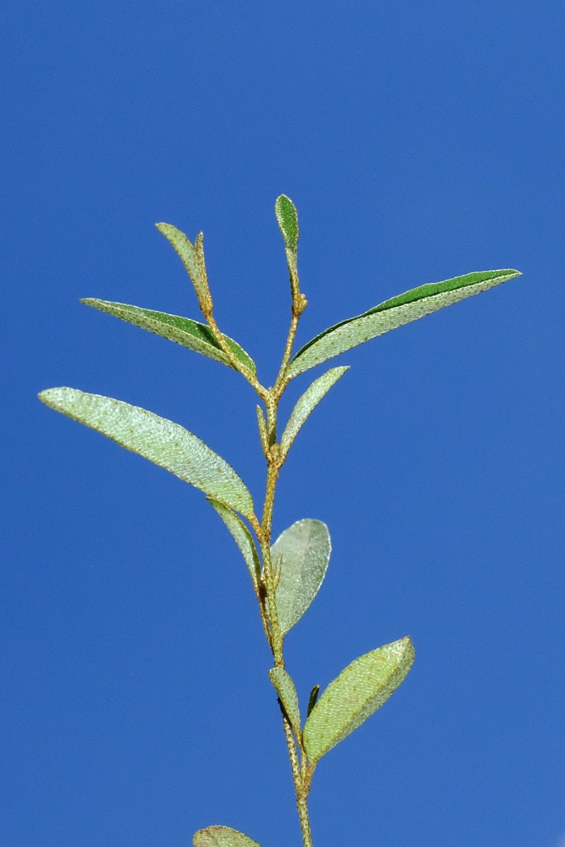 Croton michauxii var. ellipticus photo 5