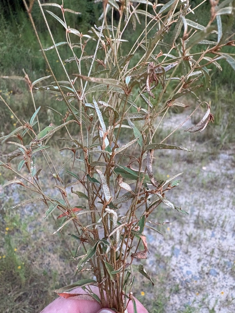 Croton michauxii var. ellipticus photo 6