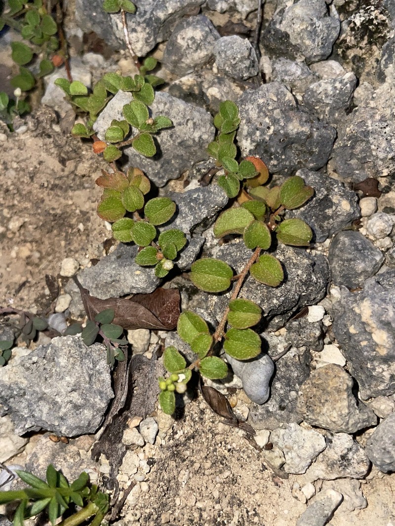 Money Croton photo 3