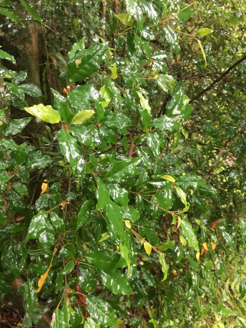 Croton minimimarginiglandulosus
