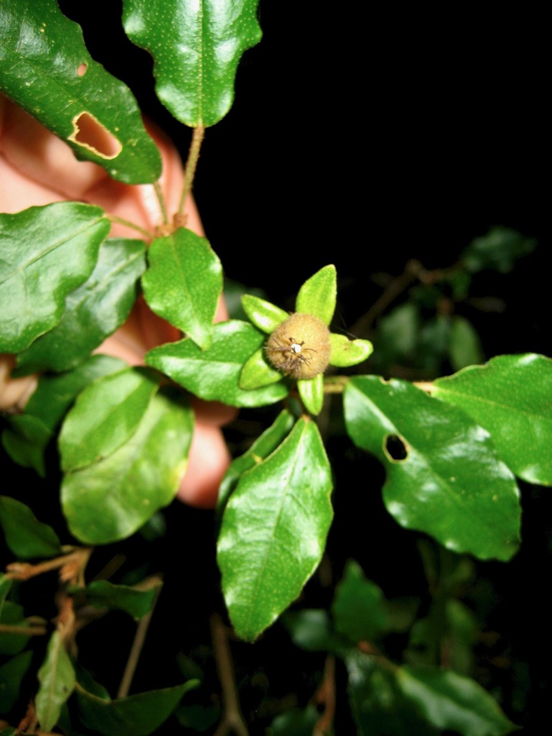 Croton minimimarginiglandulosus photo 2