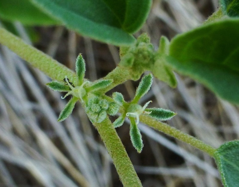 Prairie Tea