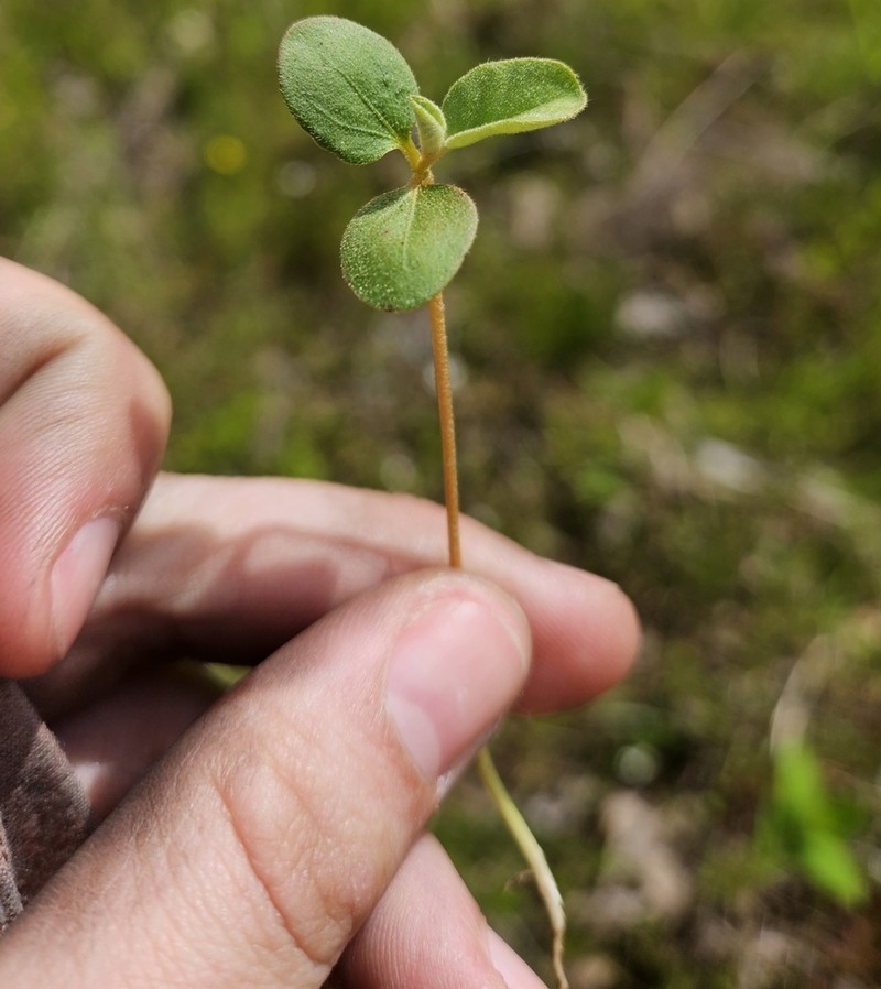 Prairie Tea photo 2