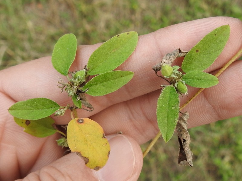 Prairie Tea photo 4