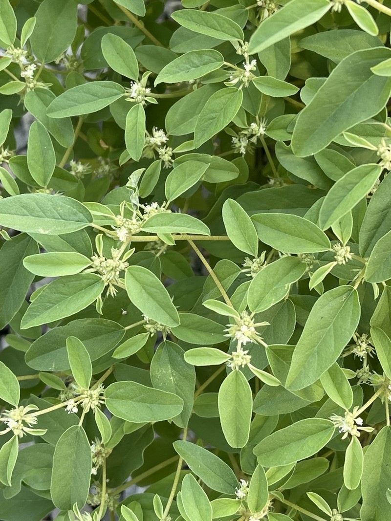 Prairie Tea photo 7