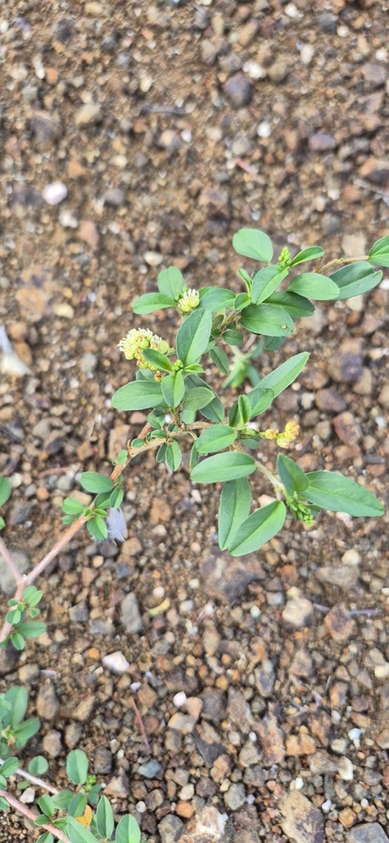 Yerba