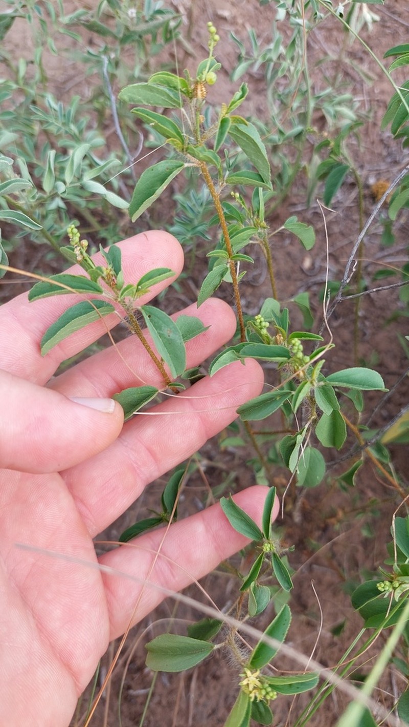 Yerba photo 2