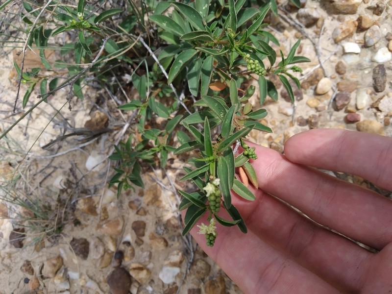 Yerba photo 3