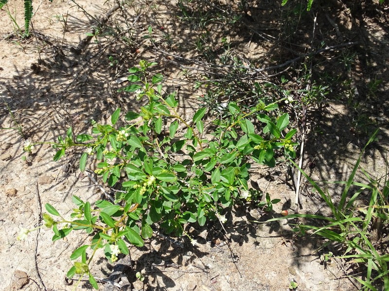 Yerba photo 4