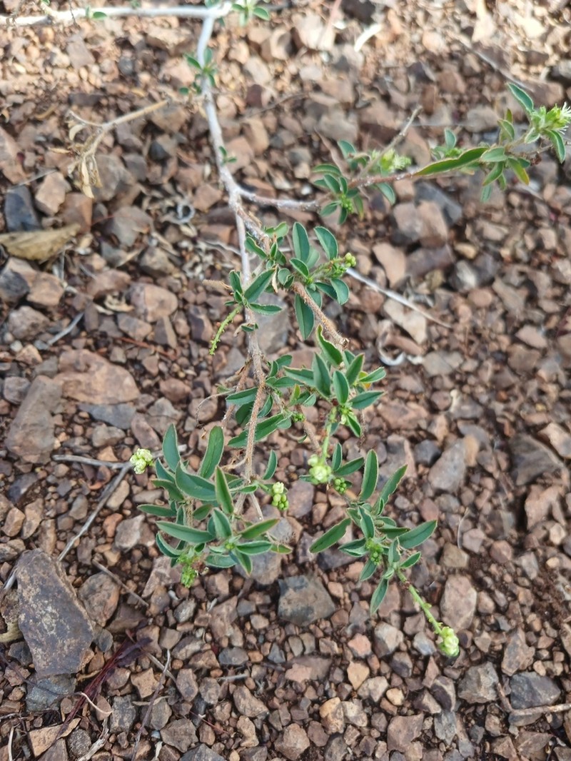 Yerba photo 5