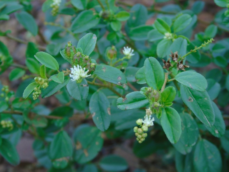 Yerba photo 6