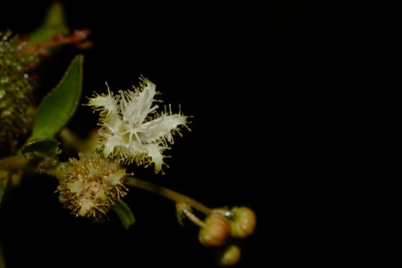 Yerba photo 7