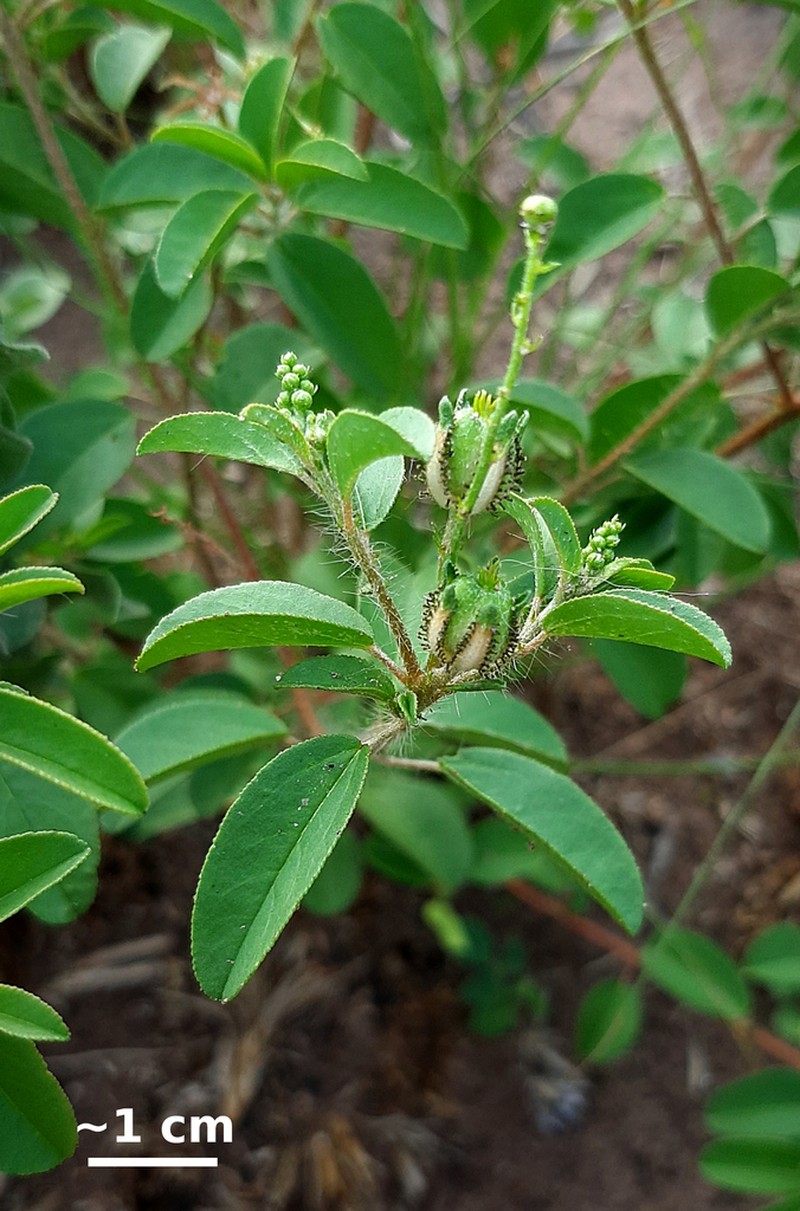 Yerba photo 8