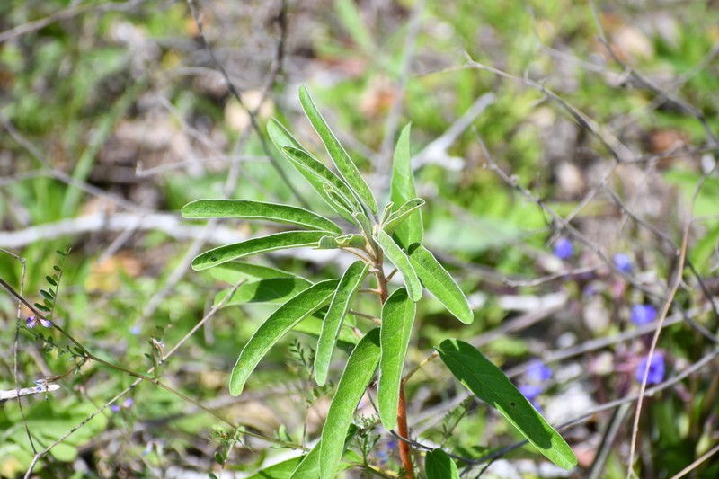 Parks' Croton photo 5