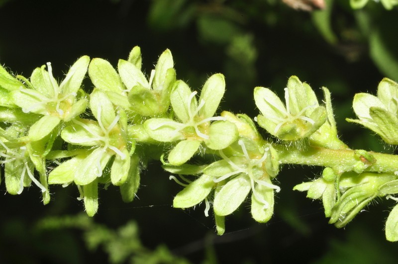 Croton pluriglandulosus photo 2