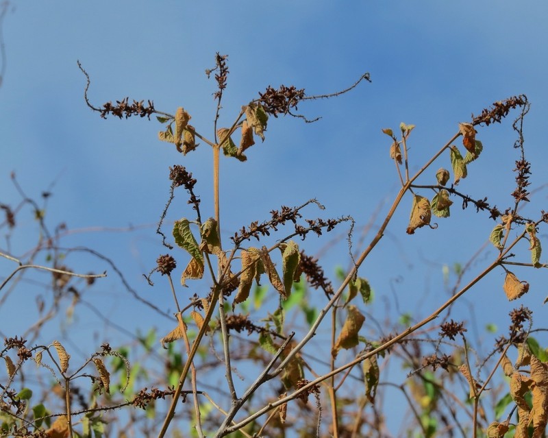 Croton pluriglandulosus photo 3