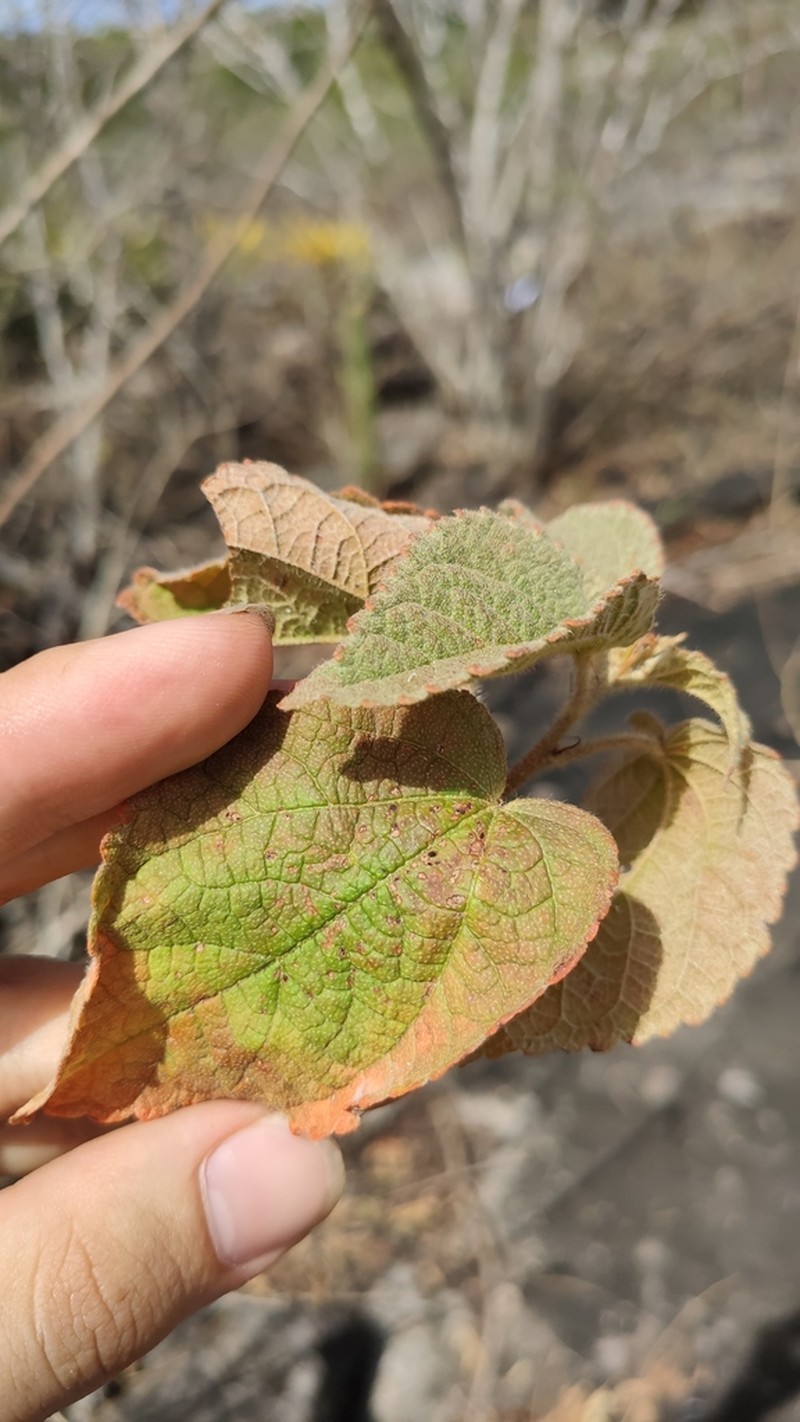 Croton pluriglandulosus photo 4