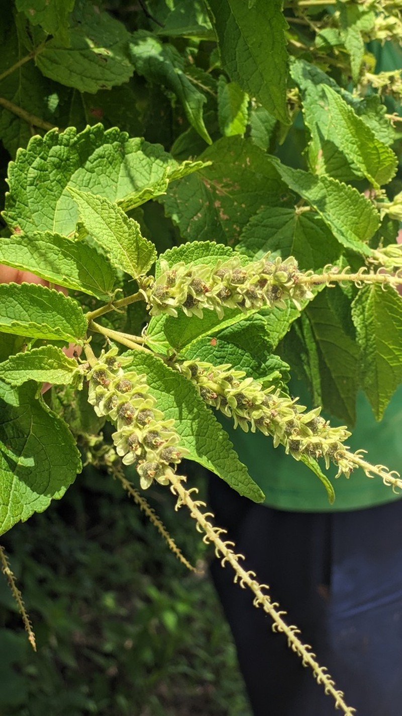 Croton pluriglandulosus photo 5