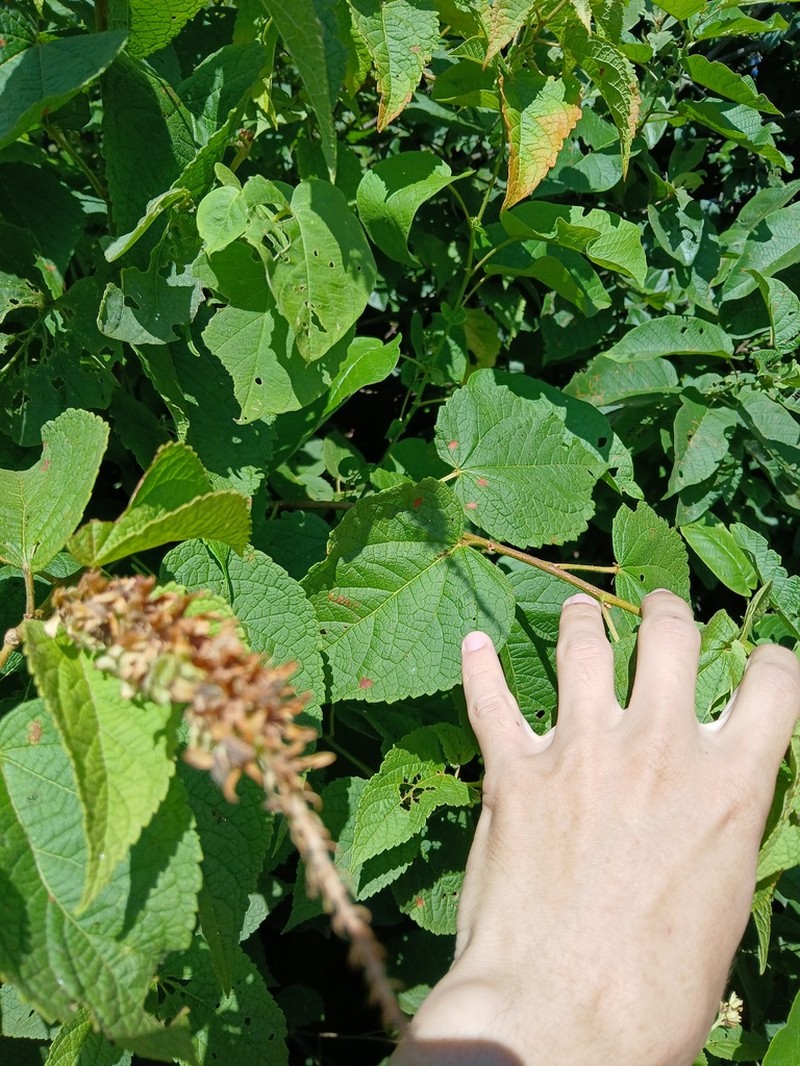 Croton pluriglandulosus photo 6