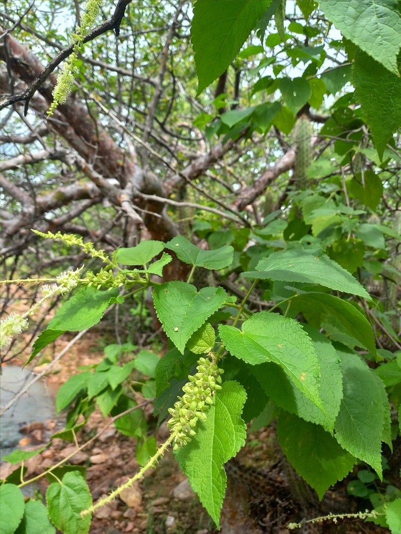 Croton pluriglandulosus photo 8