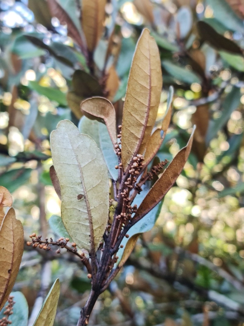 Croton plurispicatus