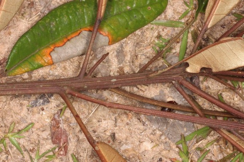 Croton plurispicatus photo 4