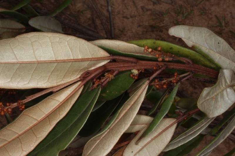 Croton plurispicatus photo 5