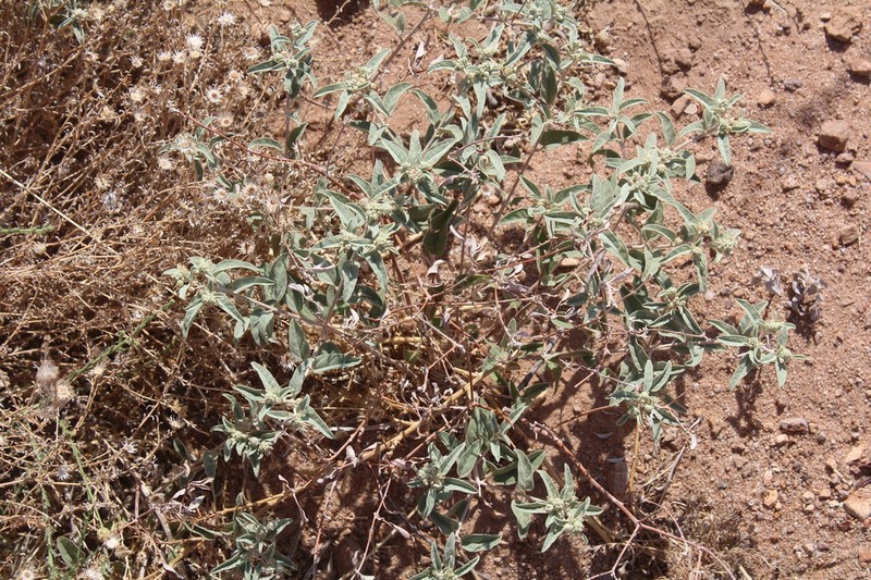 Leatherweed