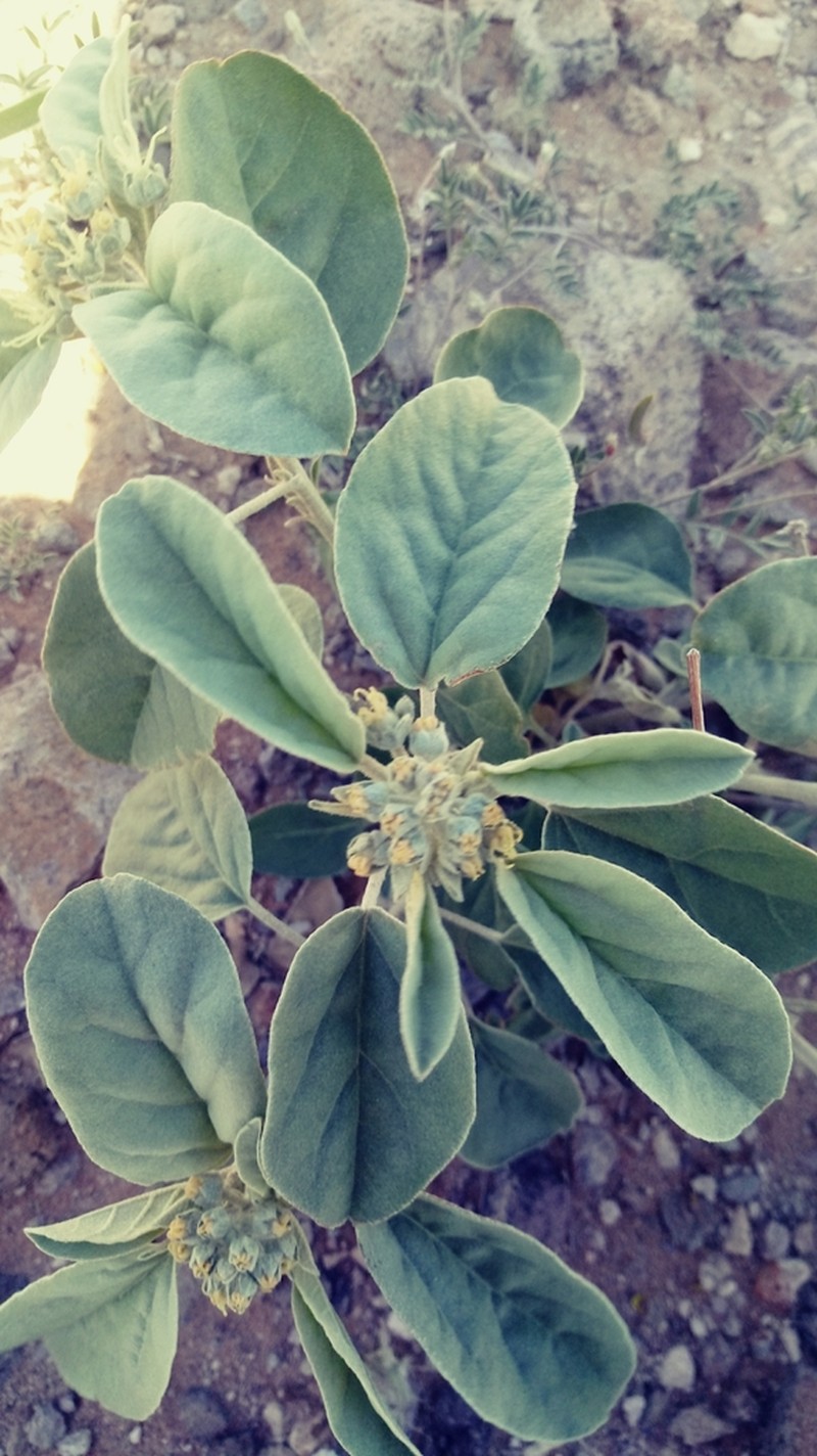 Leatherweed photo 2