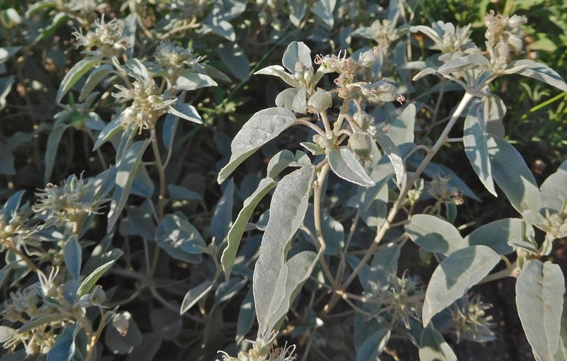 Leatherweed photo 3