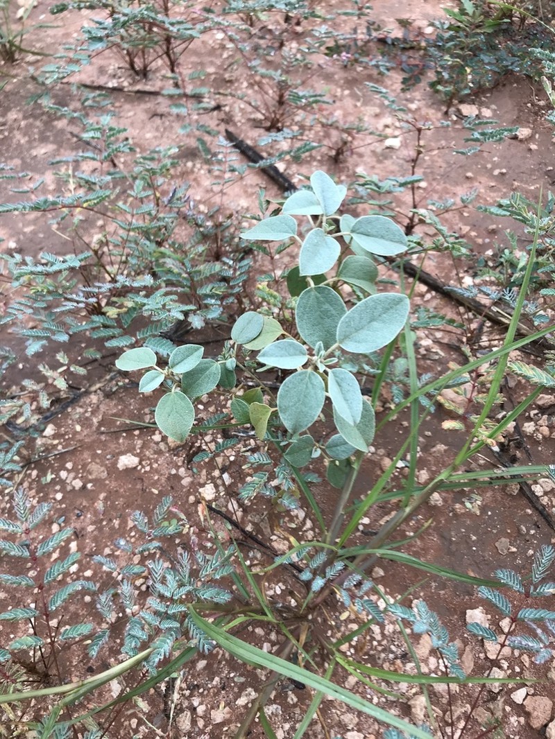 Leatherweed photo 5
