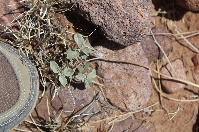Leatherweed photo 6