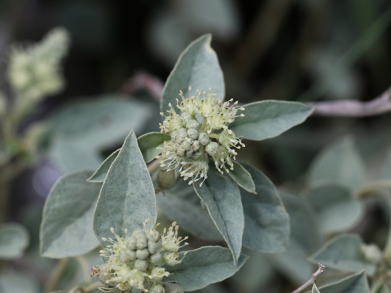 Leatherweed photo 7