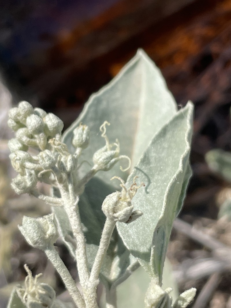 Croton pottsii var. pottsii