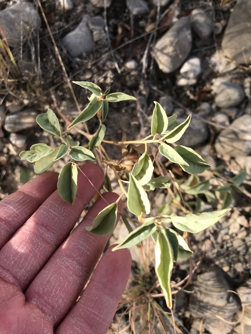 Croton pottsii var. pottsii photo 2