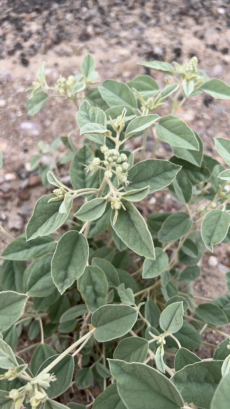 Croton pottsii var. pottsii photo 3