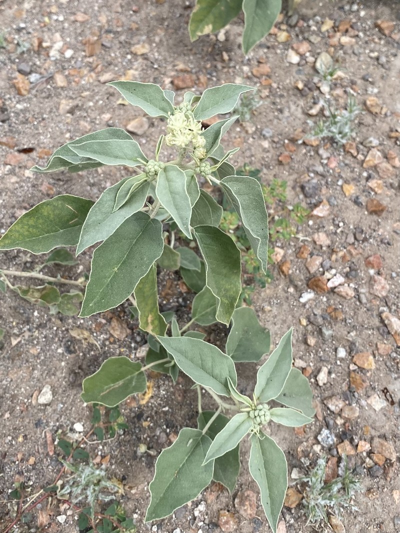 Croton pottsii var. pottsii photo 4