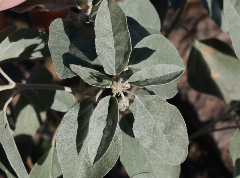 Croton pottsii var. pottsii photo 6