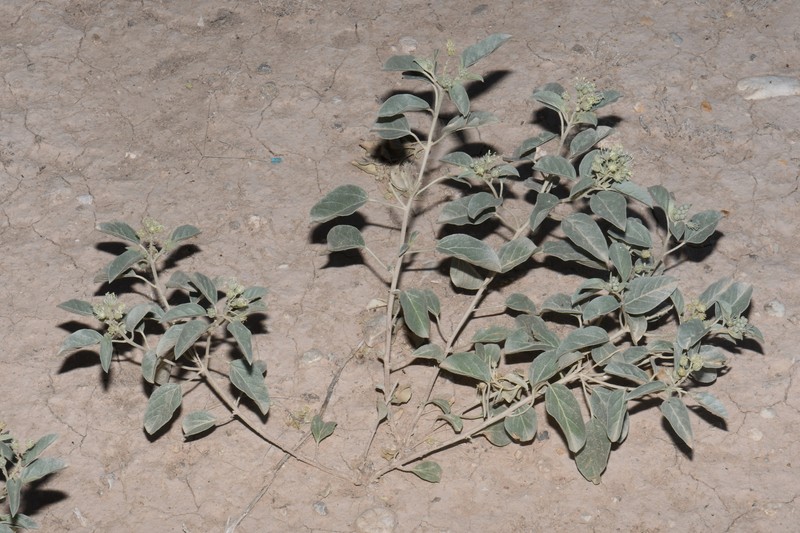 Croton pottsii var. pottsii photo 8