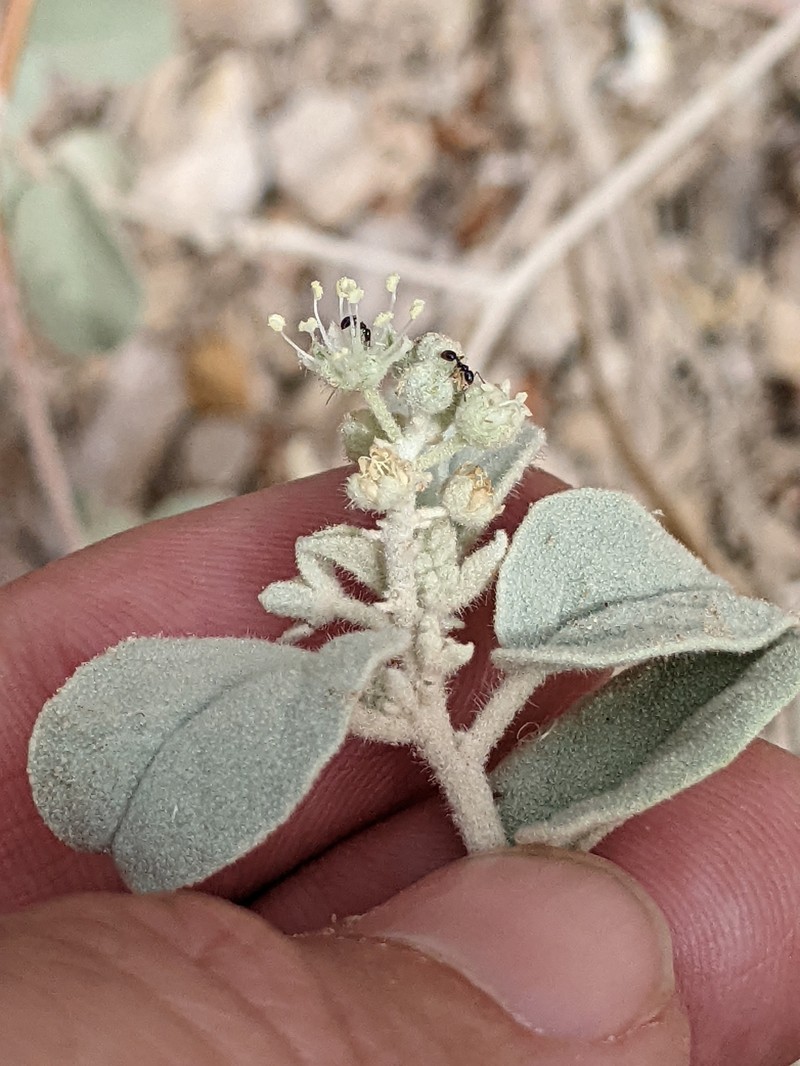 Croton pottsii var. thermophilus photo 2
