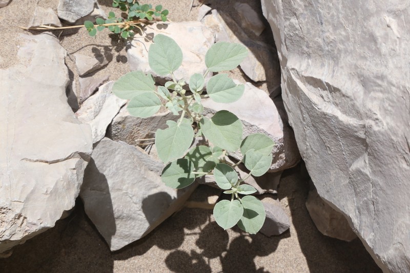 Croton pottsii var. thermophilus photo 3