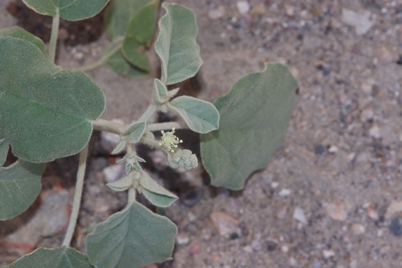 Croton pottsii var. thermophilus photo 6