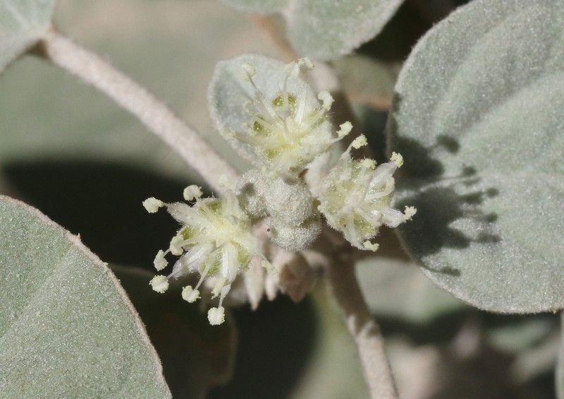 Croton pottsii var. thermophilus photo 7