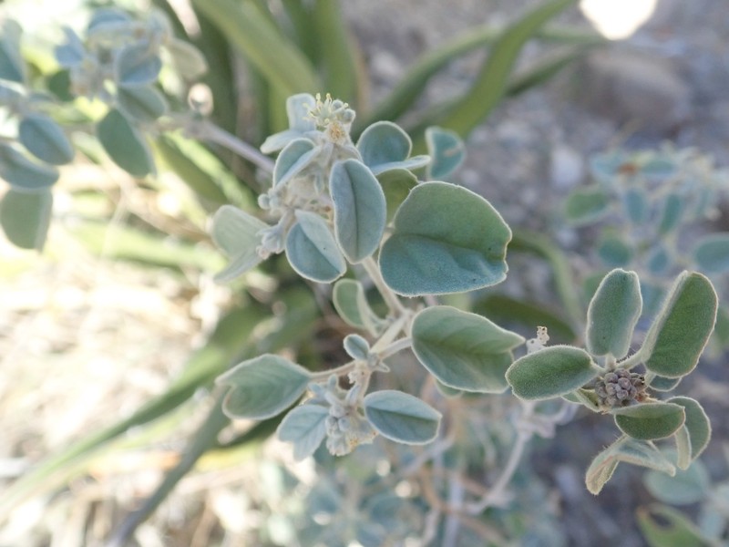 Croton pottsii var. thermophilus photo 8