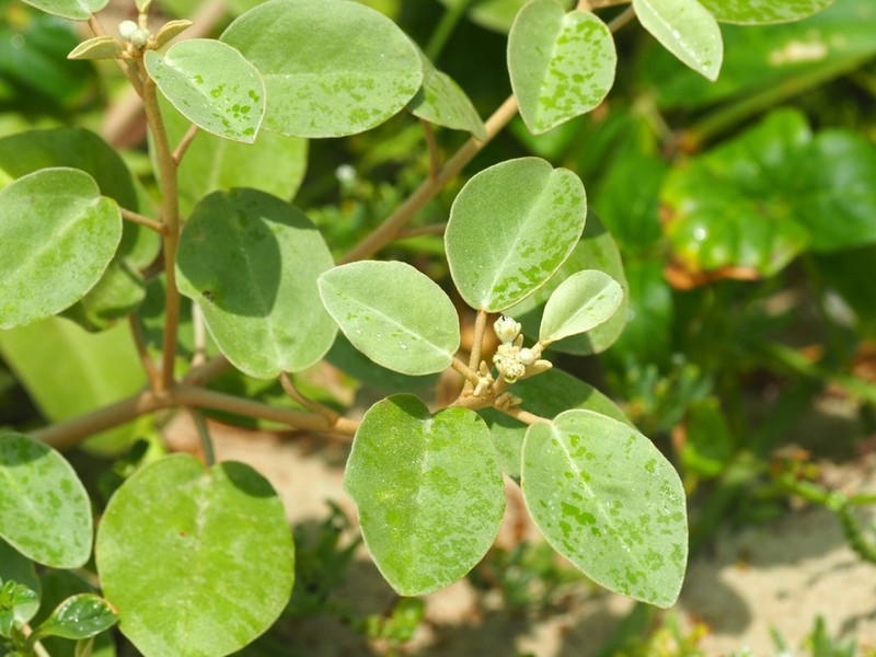 Gulf Croton